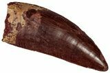Serrated Carcharodontosaurus Tooth - Massive Dinosaur Tooth #359394-1